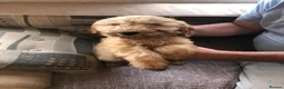 Cockapoo dogs for sale: Puppies are now sold  - Advert 12