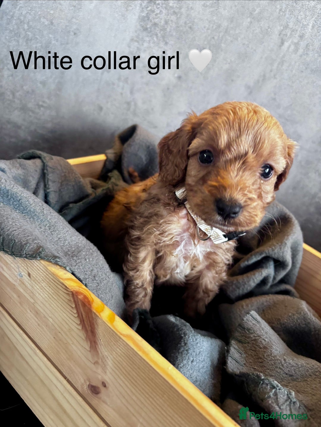 Cockapoo dogs for sale: ✨ READY SOON-Adorable F1B Cockapoo Puppies✨ - Image 13
