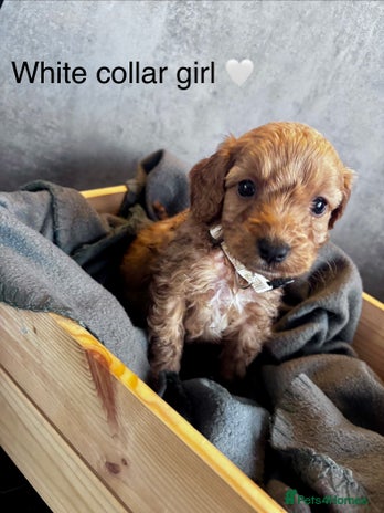 Cockapoo dogs - Advert 9