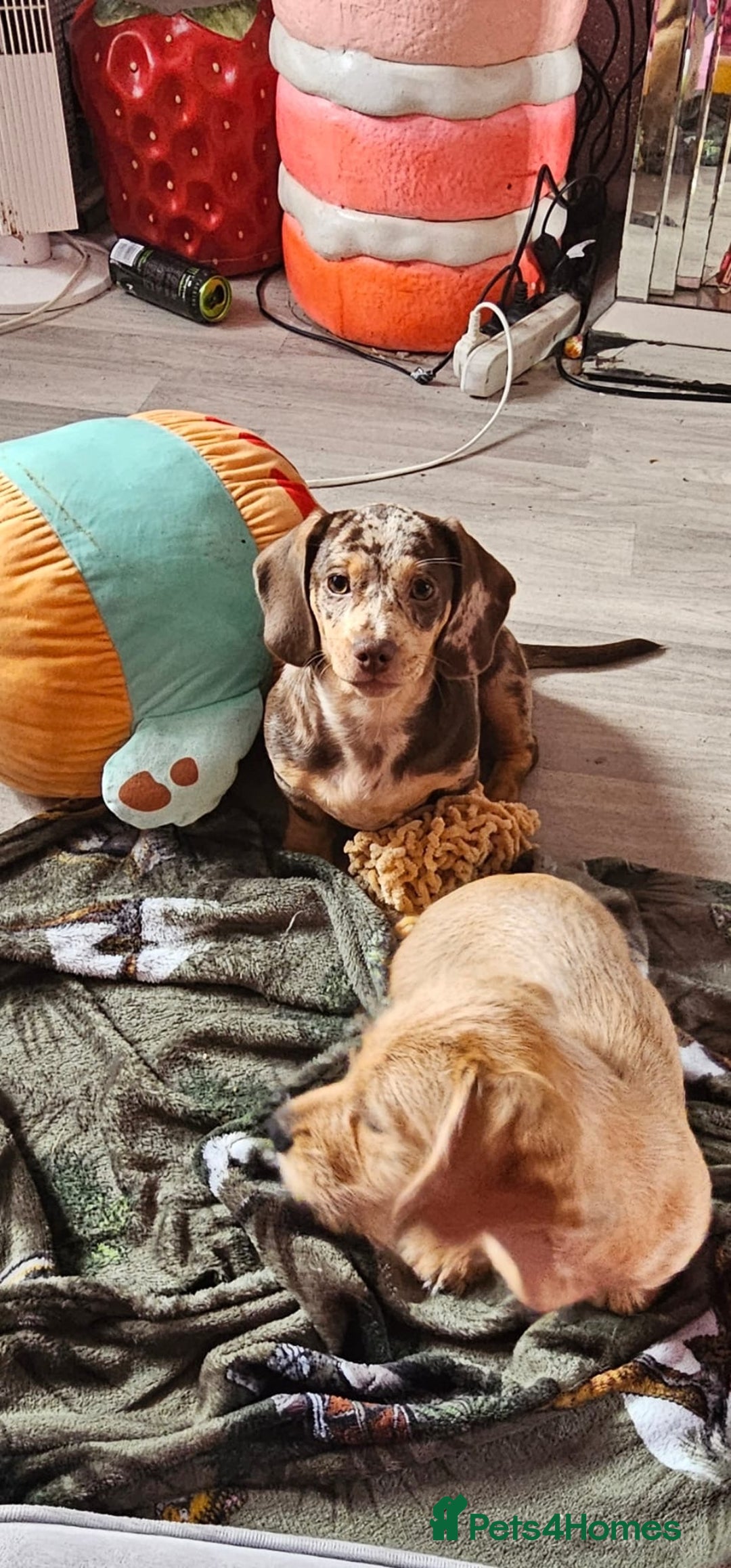Dachshund dogs for sale: Gorgeous dachshund dogs for sale  - Advert 4
