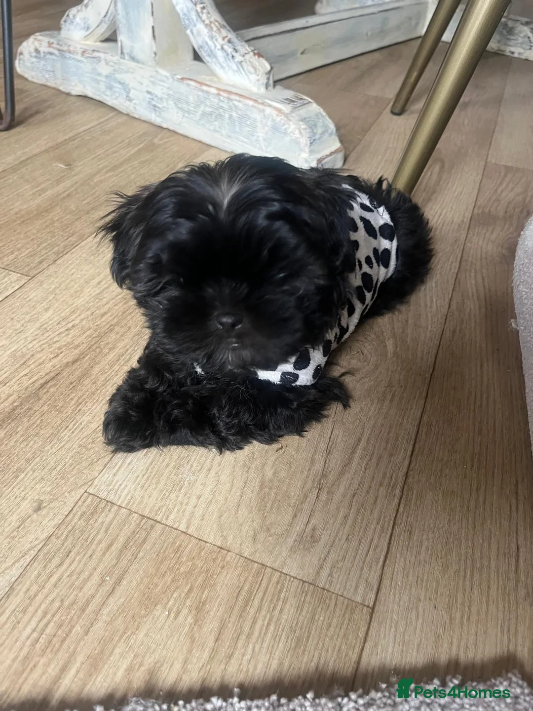 Malshi dogs for sale: Coco the Malshi pup - Advert 6