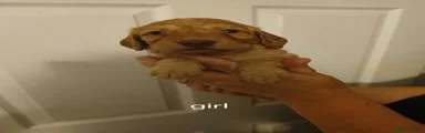 Cockapoo 6