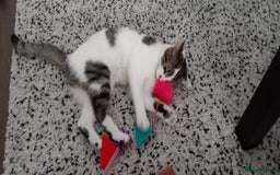 British Shorthair cats for sale: Neutered male cat who loves the outdoors - Image 1