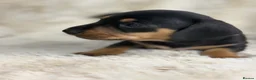 Miniature Dachshund dogs for sale: Stunning mini long haired dachshund puppies - Advert 11