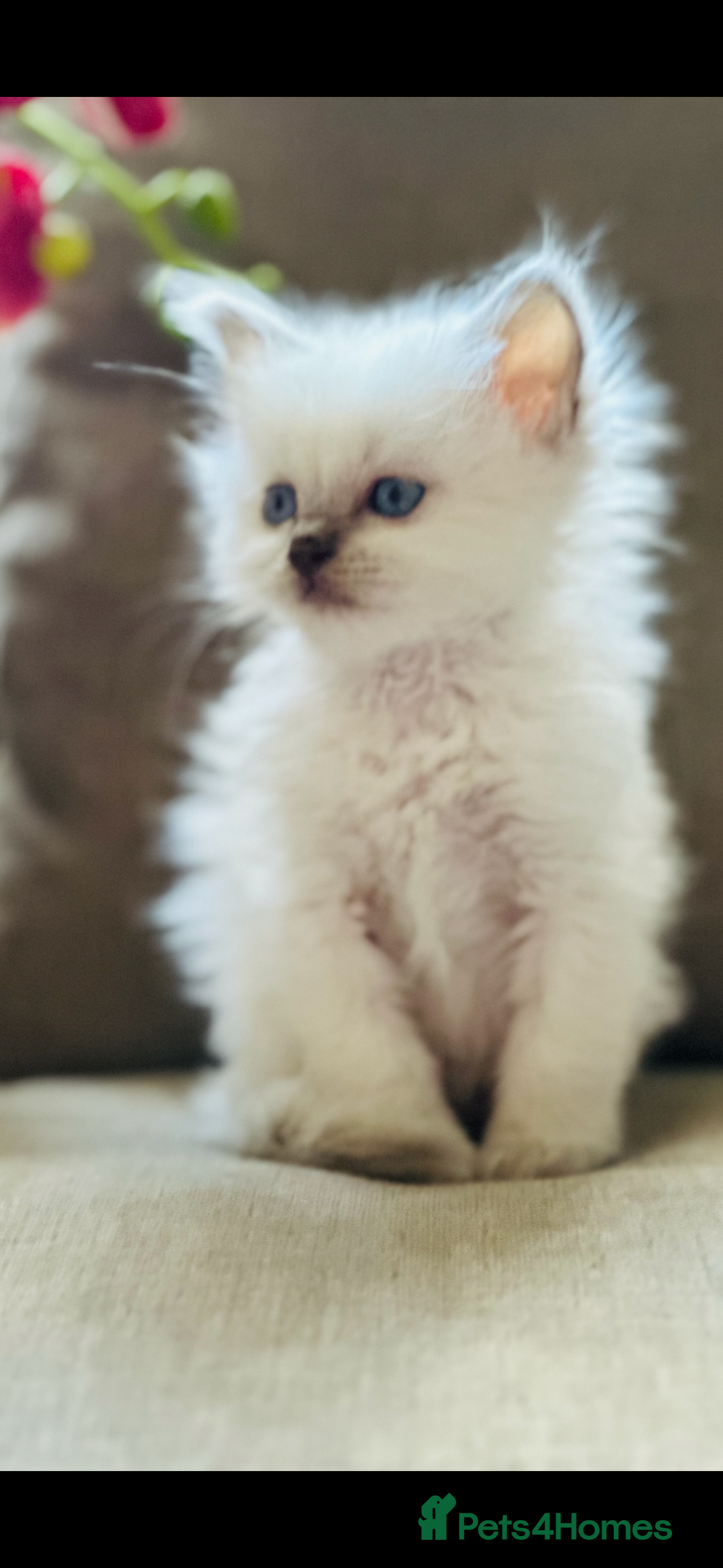 Ragdoll cats 💙 Stunning GCCF blue point boy 💙 - Advert 4