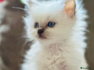 Ragdoll cats 💙 Stunning GCCF blue point boy 💙 - Advert 3