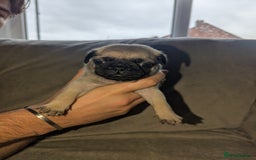 Pug dogs for sale: Pug puppies  - Image 11