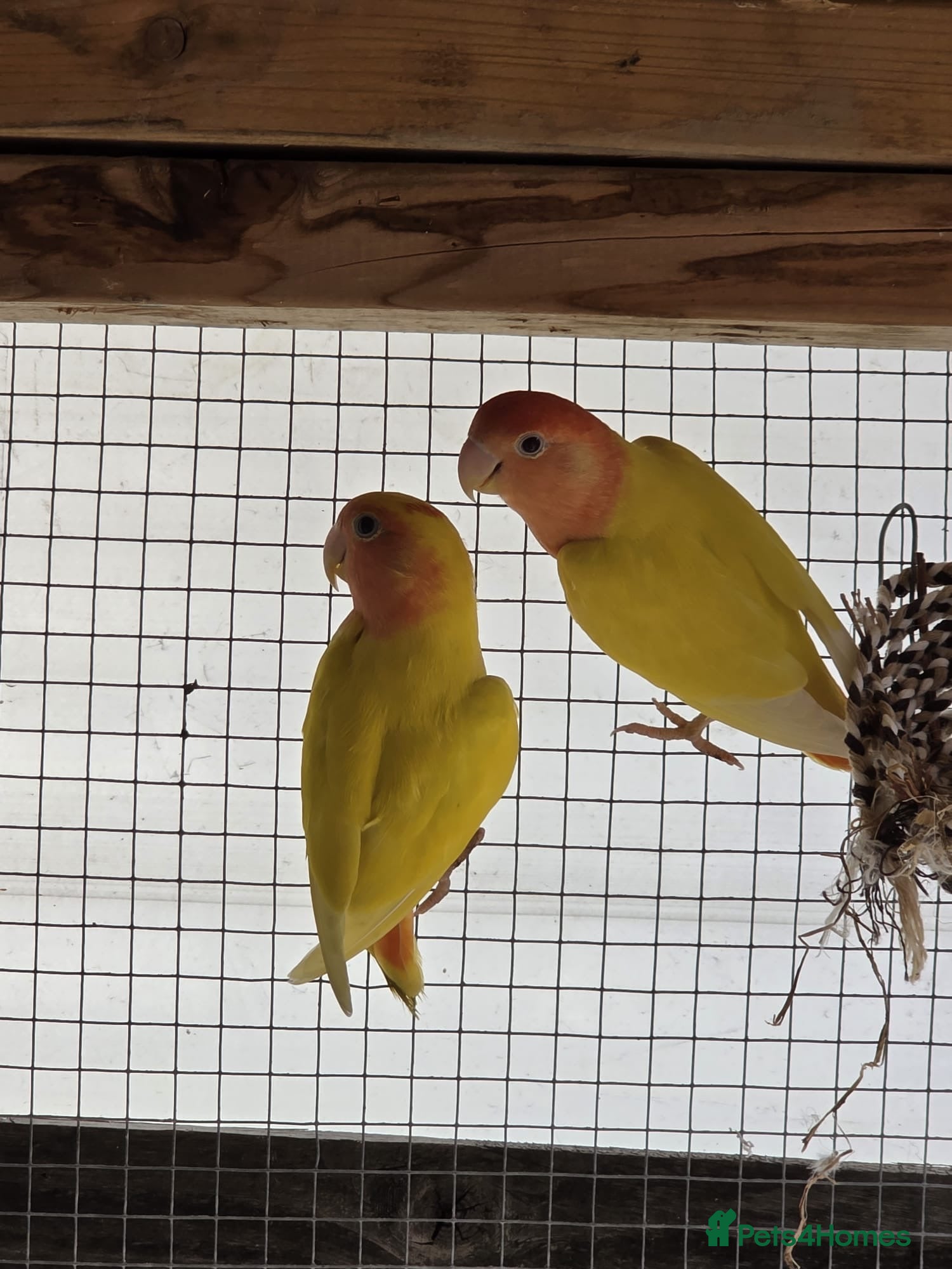 Parrots birds for sale: Pair of love birds - Advert 3