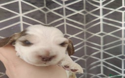 Cocker Spaniel dogs for sale: Show Type Cocker Spaniels Health Tested Parents  - Image 27