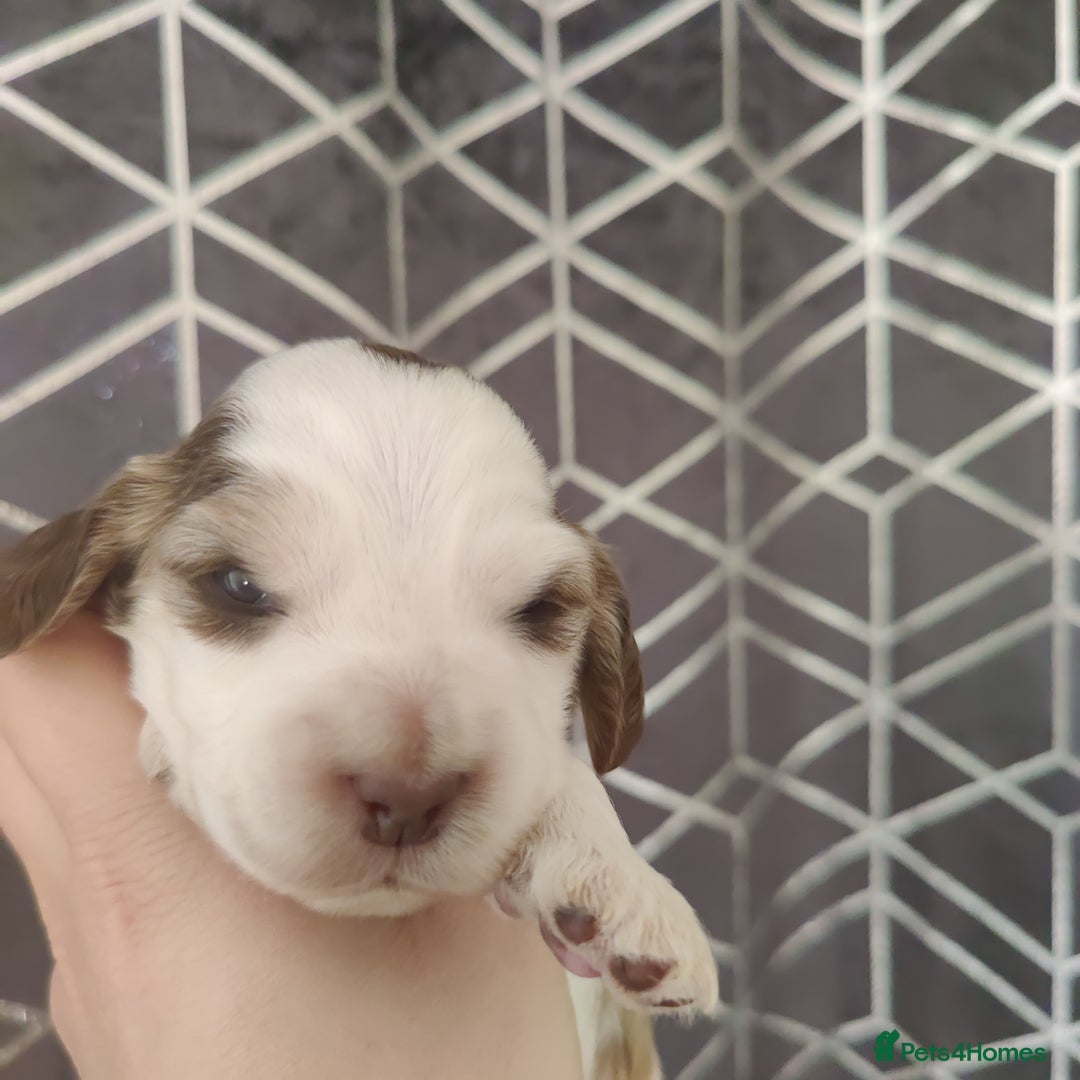 Cocker Spaniel dogs for sale: Show Type Cocker Spaniels Health Tested Parents  - Image 27