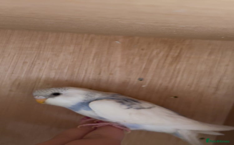 Budgerigars birds - Advert 2