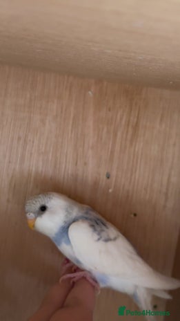 Budgerigars birds - Advert 4