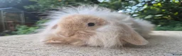 Angora rabbits for sale: 💜READY NOW-STUNNING TEDDYWIDDER X MINI LOP BABIES - Advert 10