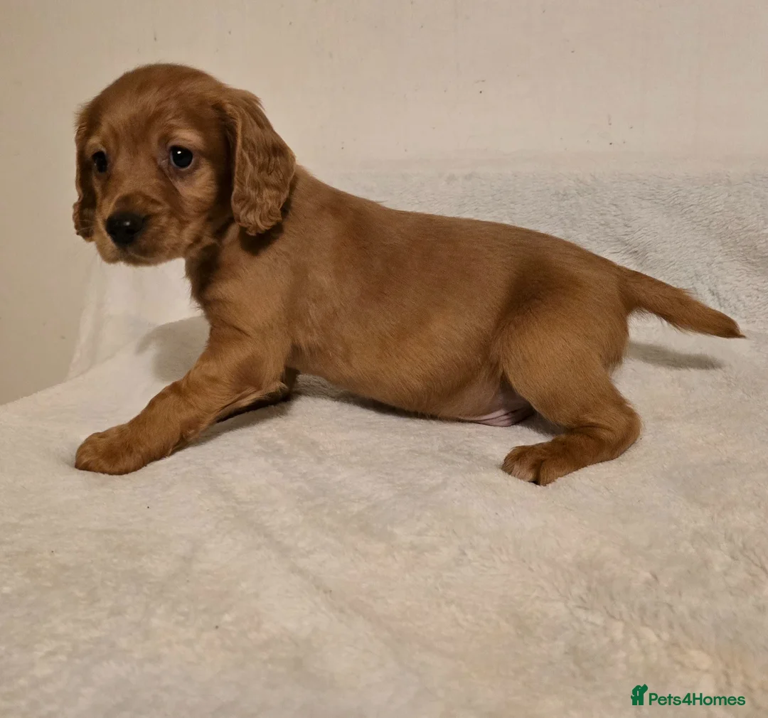 Cocker Spaniel dogs for sale: Working type cockers  in Cumnock - Advert 1