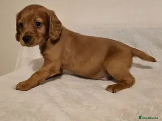 Cocker Spaniel dogs Working type cockers - Advert 2