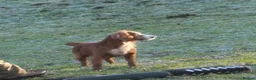Cocker Spaniel dogs for sale: Working type cockers  in Cumnock - Advert 4