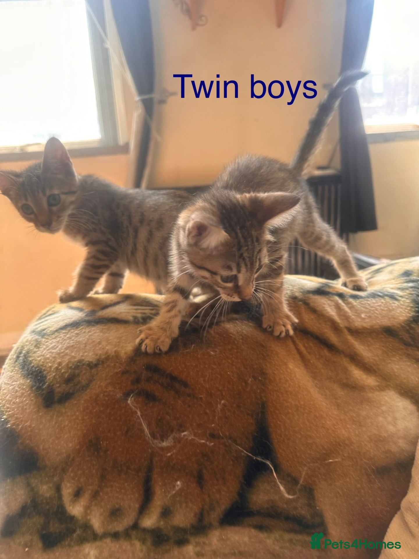 Savannah cats Kittens for sale - Advert 2