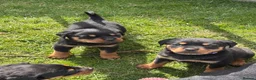 Rottweiler dogs for sale: Stunning Rottweiler Puppies  - Advert 2