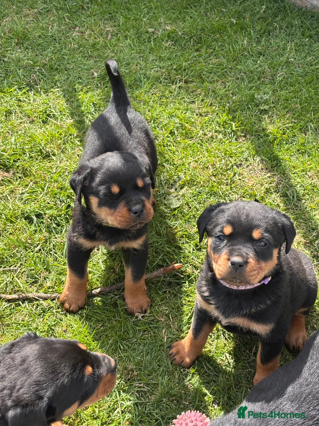 Rottweiler dogs for sale: Stunning Rottweiler Puppies  - Advert 2