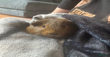 Guinea Pig rodents - Advert 12