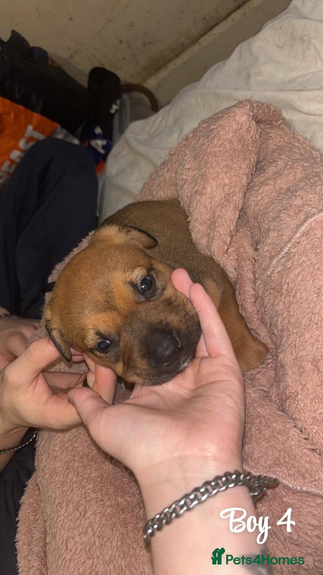 Mixed Breed dogs for sale: English mastiff x border collie puppies - Advert 11