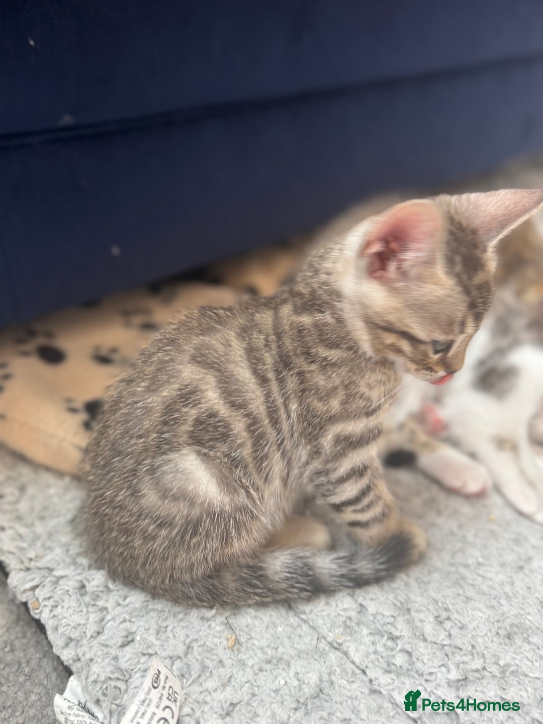 Bengal cats for sale: Bengal kittens  - Image 8