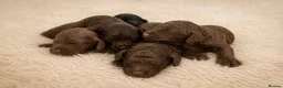 Cockapoo dogs for sale: Toy Cockapoo puppies  in Sunderland - Advert 8