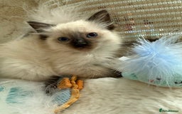 Ragdoll cats for sale: 💙🩷GCCF RAGDOLL KITTENS M&F 9WKS NEUT & SPAYED 🥇 - Image 15