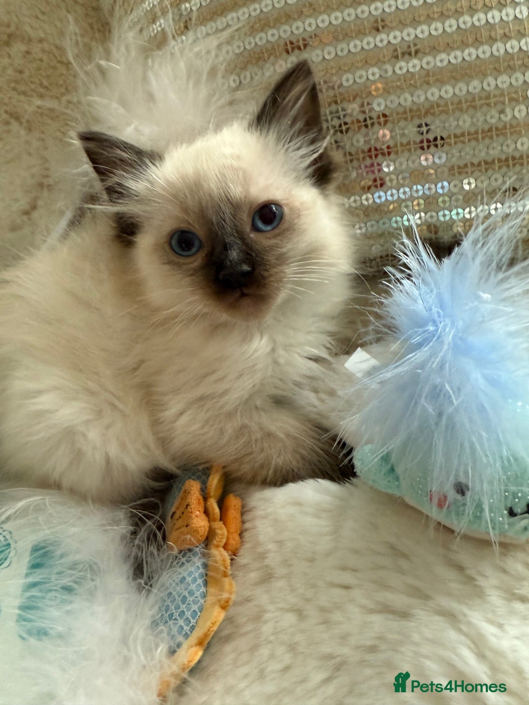 Ragdoll cats for sale: 💙🩷GCCF RAGDOLL KITTENS M&F 9WKS NEUT & SPAYED 🥇 - Image 15