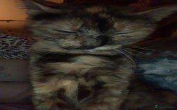 Mixed Breed cats for sale: Queen Delilah - Tortie female  - Image 5