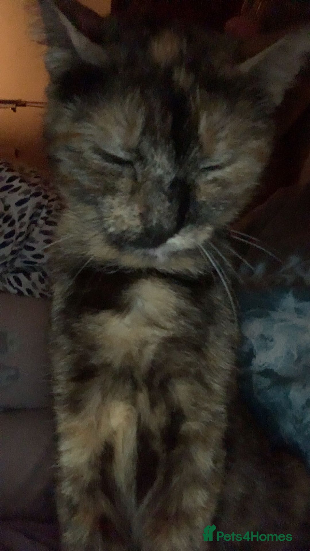 Mixed Breed cats for sale: Queen Delilah - Tortie female  - Image 5