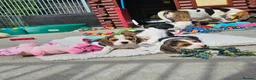 Beagle dogs for sale: Stunning Litter of KC Registered Beagle Pups  in Thirsk - Advert 29