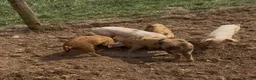 Pig livestock for sale: GOS/Landrace X OSB weaners - Advert 3