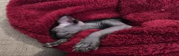 Sphynx cats for sale: 6 month old Female Sphynx Kitten - Advert 7