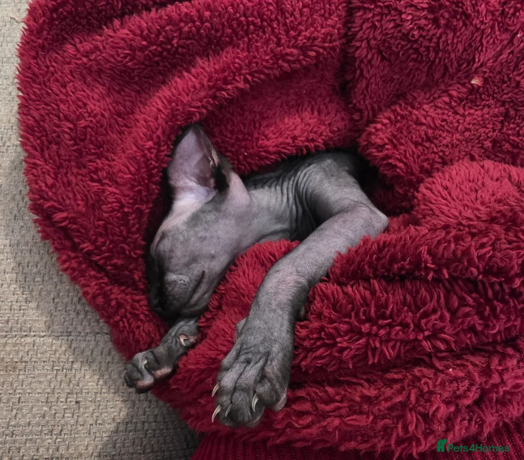Sphynx cats for sale: 6 month old Female Sphynx Kitten - Advert 7