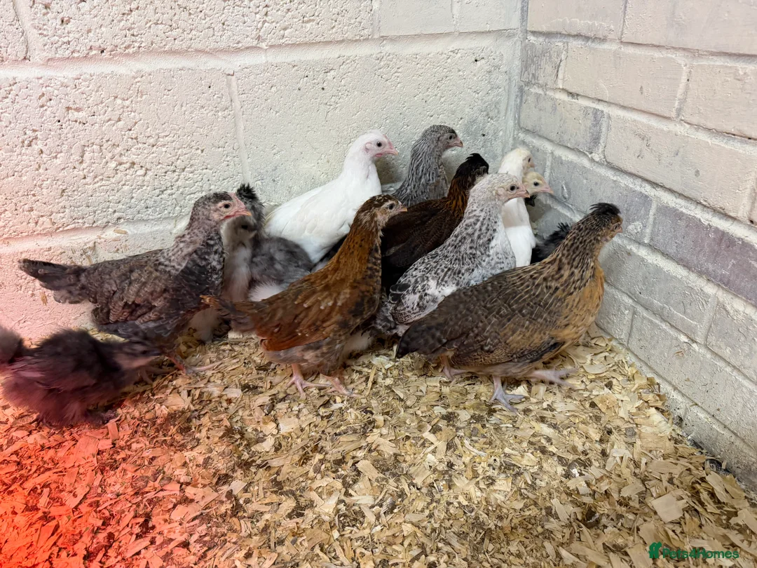 Chickens poultry for sale: Sexed Hybrid and Bearded Silkie Growers  - Advert 3