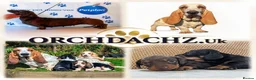 Basset Hound dogs for sale: Quality kc basset hound puppies  in Saint Austell - Advert 14