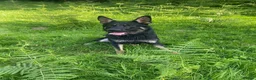 German Shepherd dogs for sale: Beautiful Czech German shepard in Newport - Advert 1