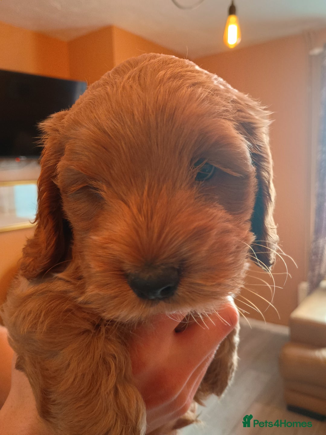 Cockapoo dogs for sale: Beautiful Cockapoo Pups  - Image 18