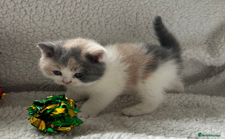 British Shorthair cats in Mold - Advert 1