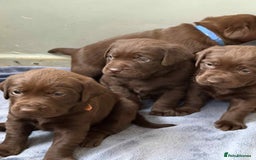 Labrador Retriever dogs for sale: KC SILVER/CHOCOLATE PEDIGREE LABRADOR PUPIES - Image 25