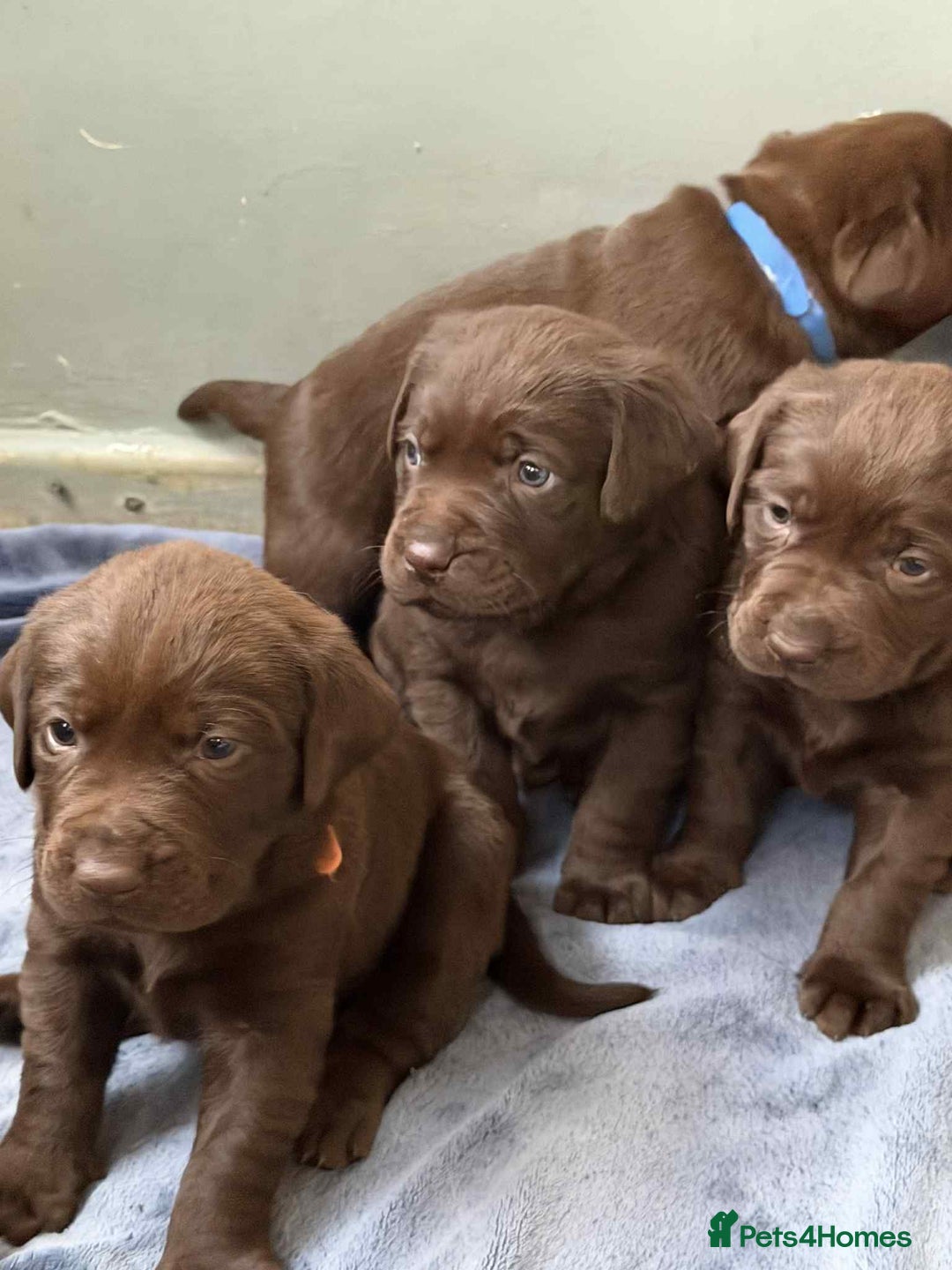Labrador Retriever dogs for sale: KC SILVER/CHOCOLATE PEDIGREE LABRADOR PUPIES - Image 25
