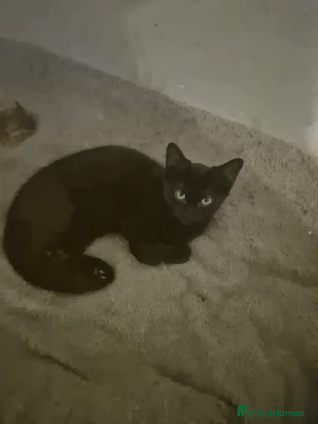 Mixed Breed cats for sale: Free beautiful boy kitten - Advert 2