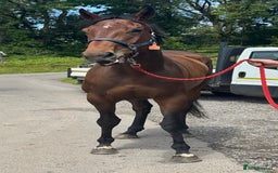 Irish Thoroughbred horses for sale: Unbroken Race / Event prospect  - Image 5