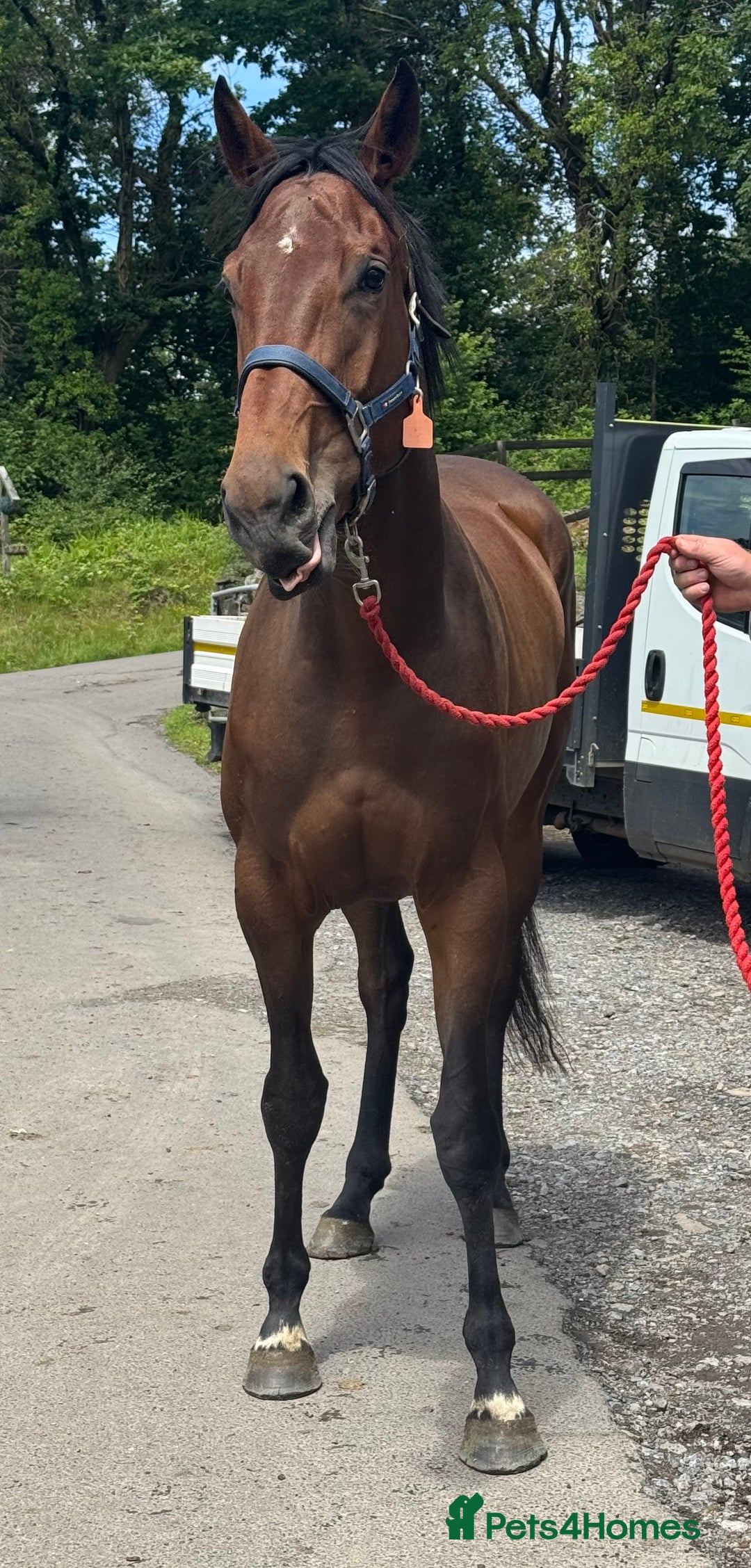 Irish Thoroughbred horses for sale: Unbroken Race / Event prospect  - Image 5