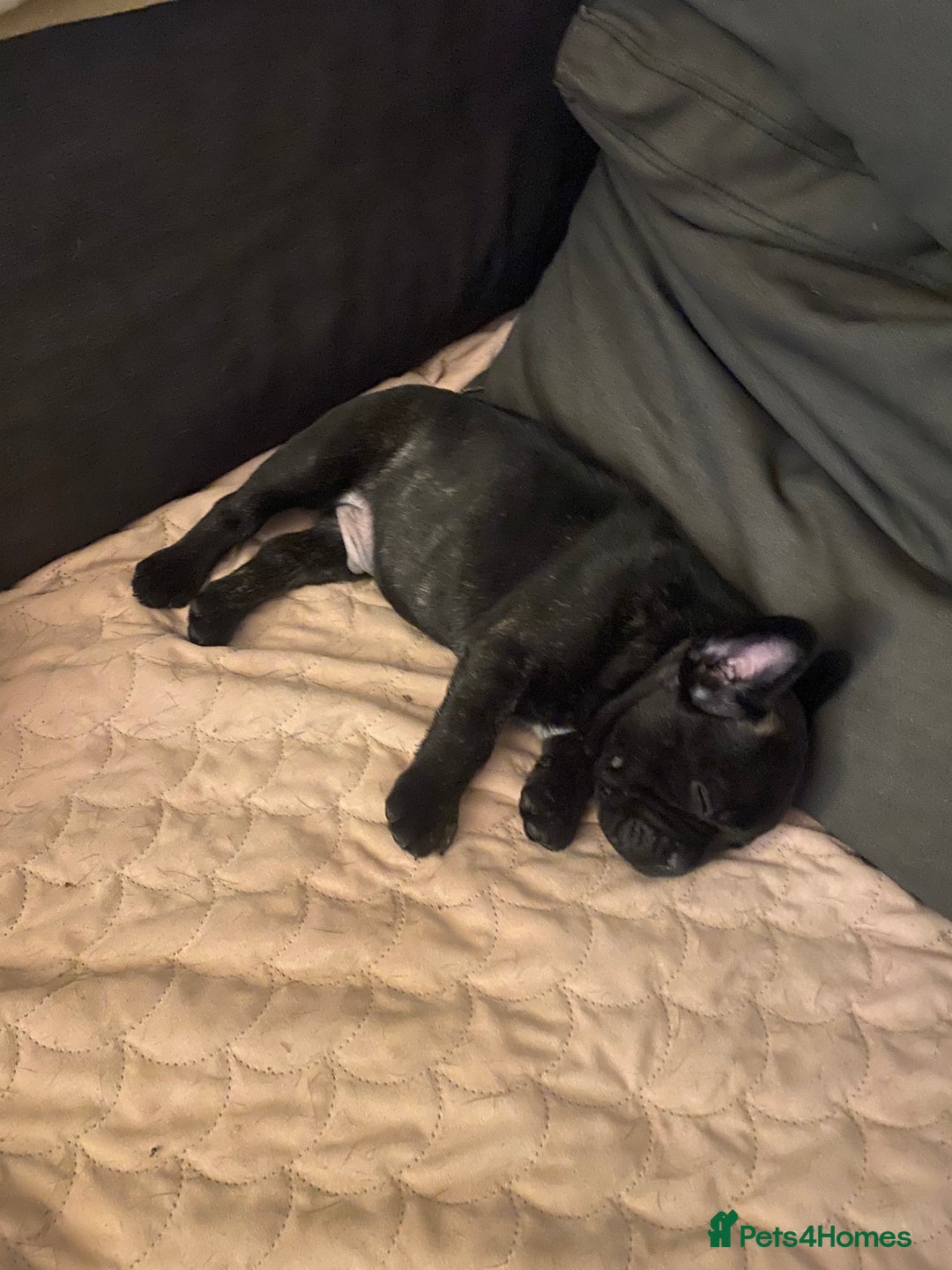 French Bulldog dogs for sale: Adorable male french bulldog pup ready now!!  - Advert 5