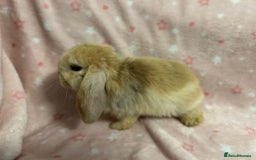 Mini Lop rabbits for sale: Mini Lop bunnies (3 Girls, 1 Boy) Ready to go - Image 7
