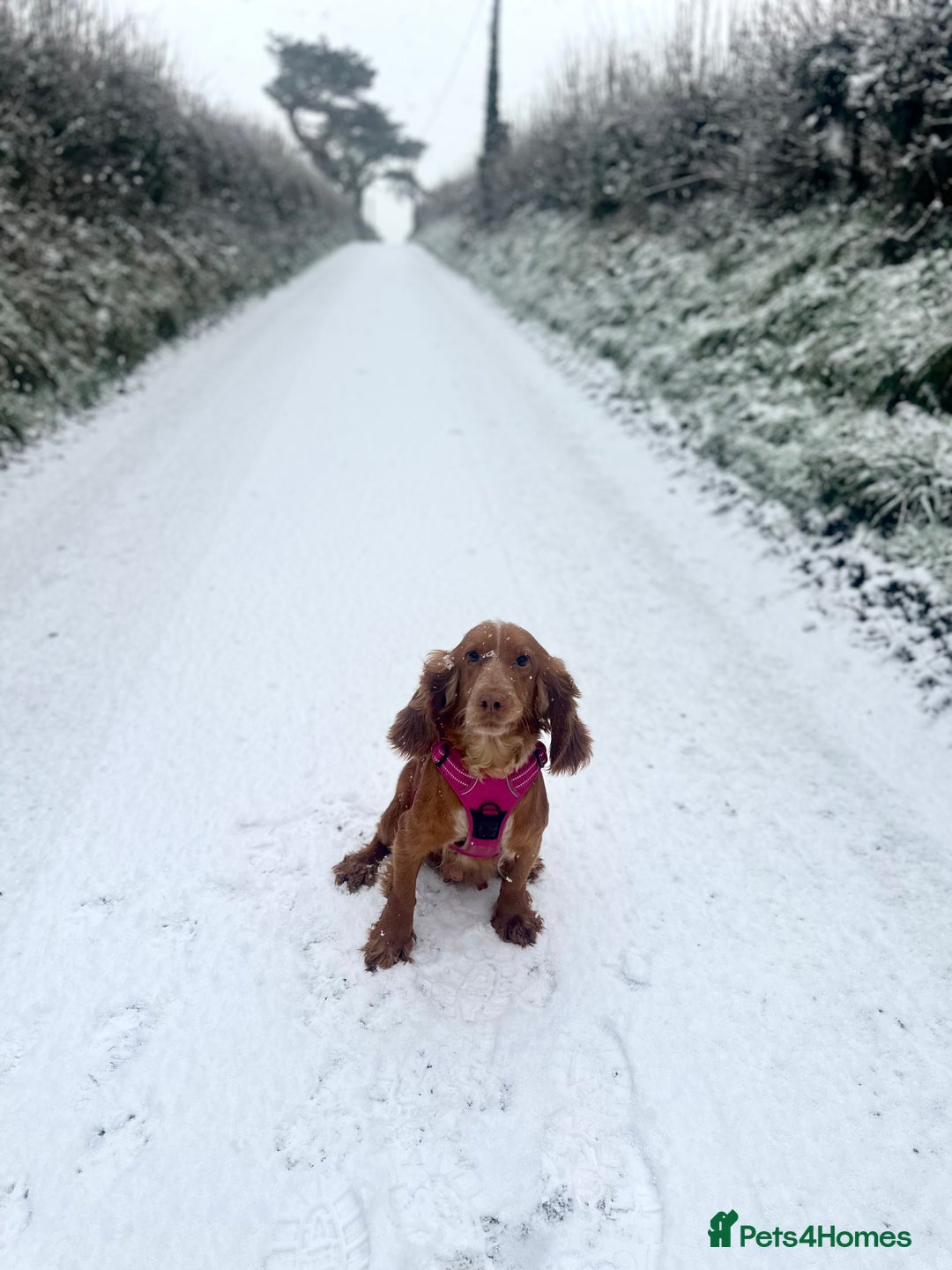 Cocker Spaniel dogs for sale: Our Stunning Cocker spaniels  - Advert 7