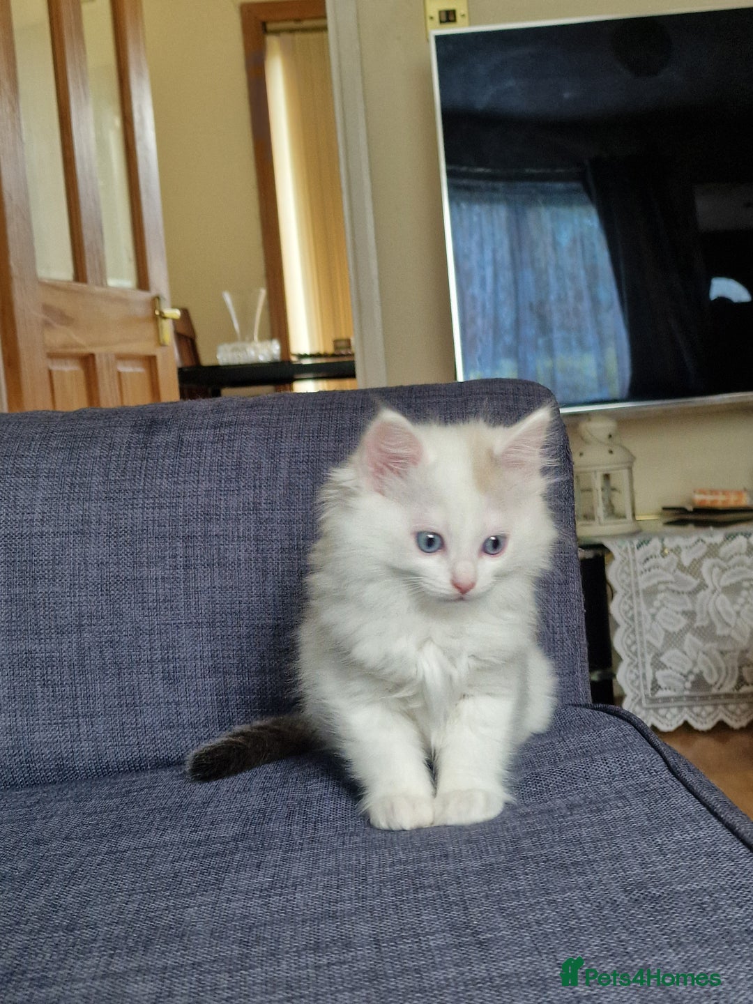 Mixed Breed cats for sale: Rare Ragdoll × Norwegian Forest kittens - Image 13
