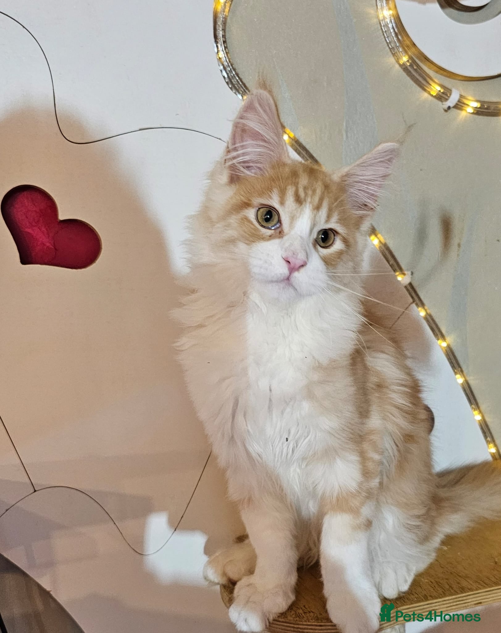 Maine Coon cats BEAUTIFUL MAINE COON KITTENS FOR SALE - Advert 14